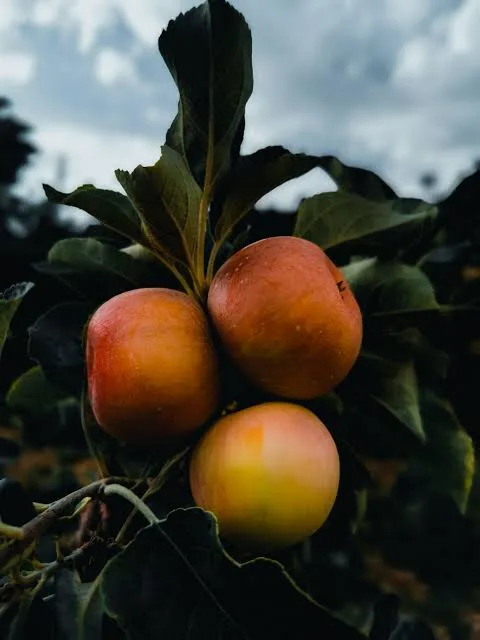 Test Apple